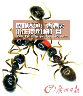 开云体育